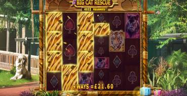 Big Cat Rescue Megaways: Выигрыши